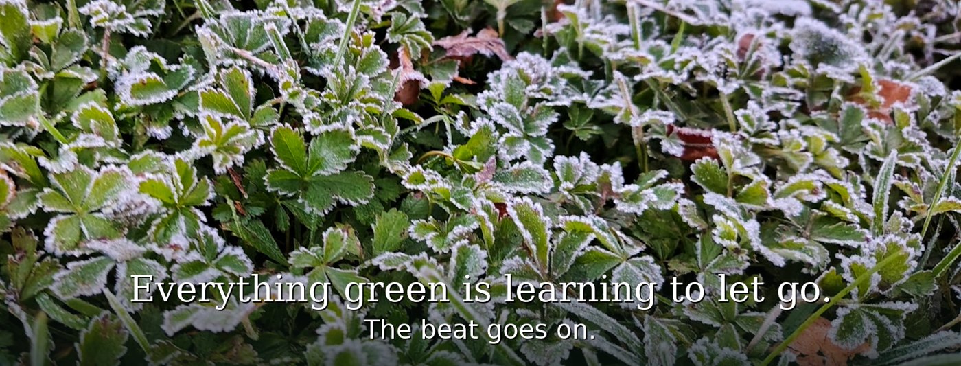 First frost on the garden — everything green is learning to let go. The beat goes on.