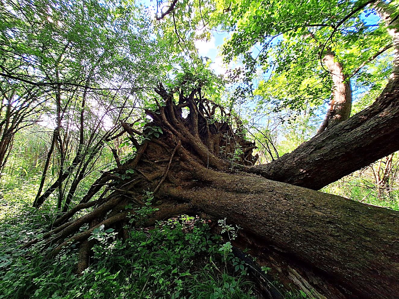 Exposed roots of a great tree in the forest